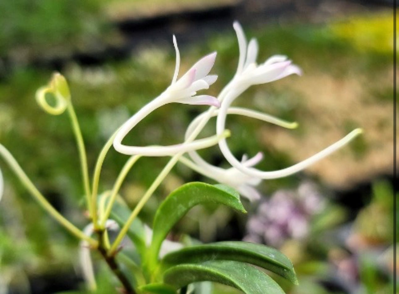 Neofinetia falcata Kutsuwamushi 轡虫