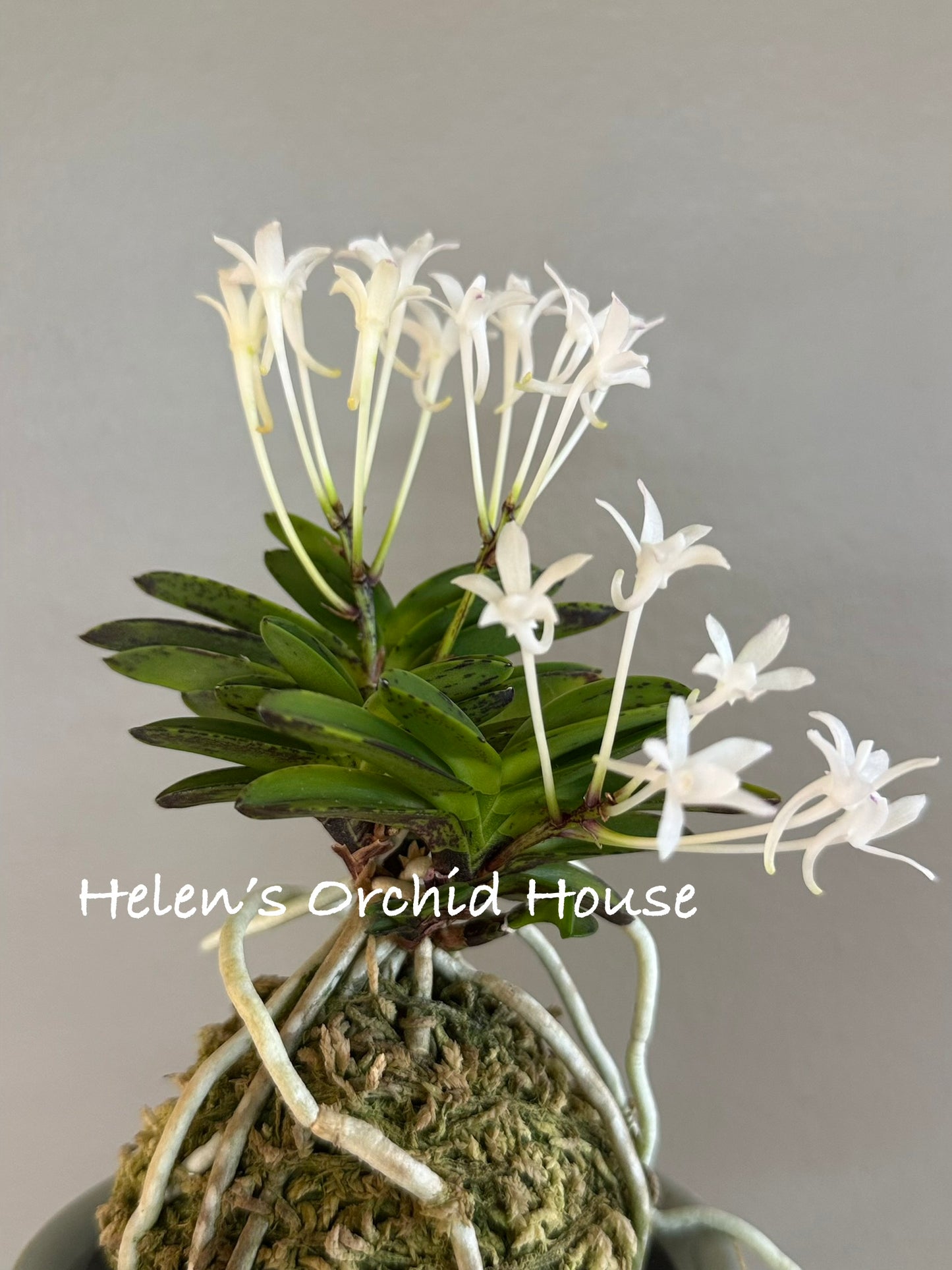 Neofinetia falcata Geumo (Kurohyo）金烏 (jp 黑豹）