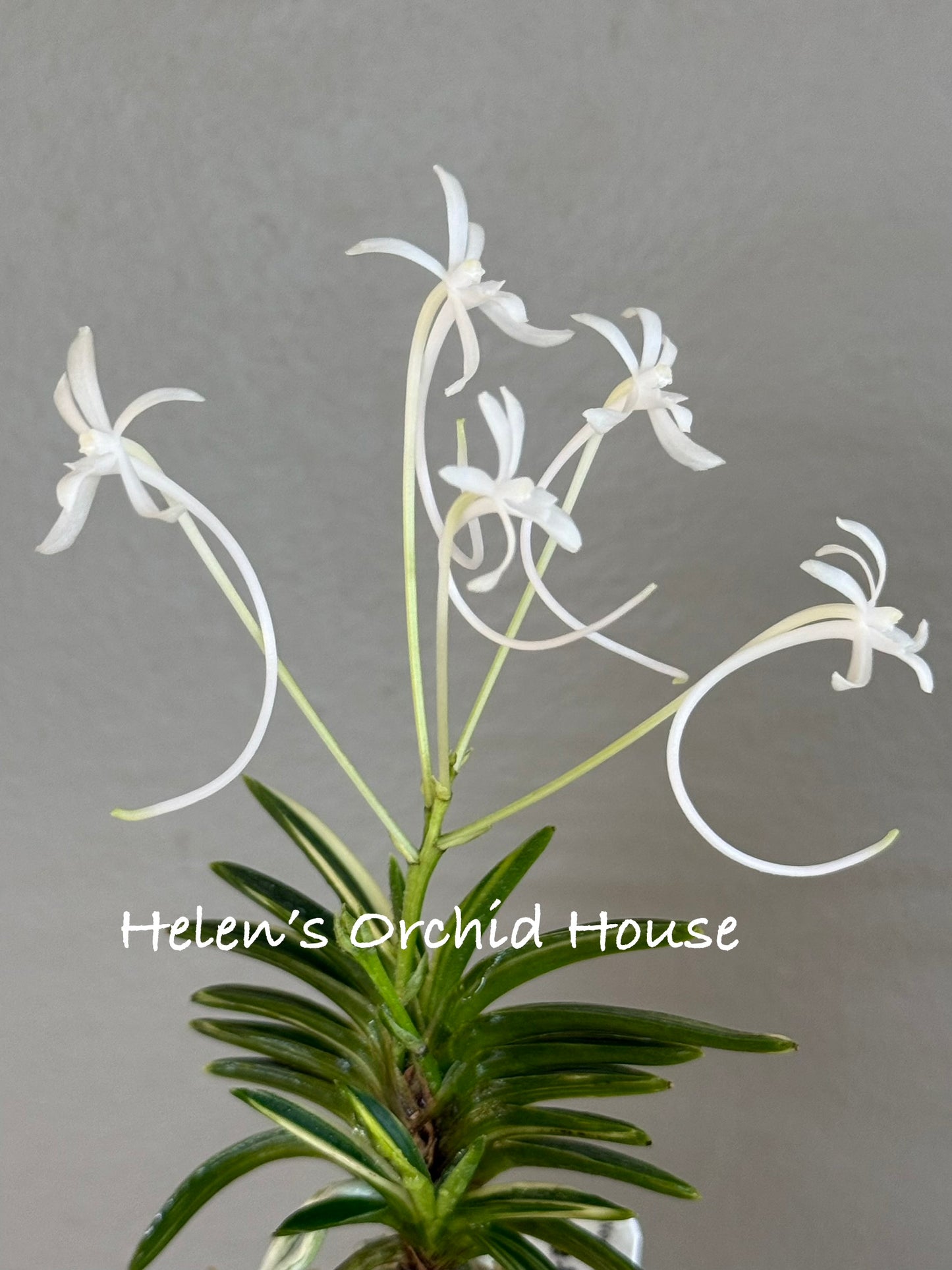 Neofinetia falcata Hakugetsu Tanba 白潔短葉（jp 白龍の舞 Hakuryu no Mai)