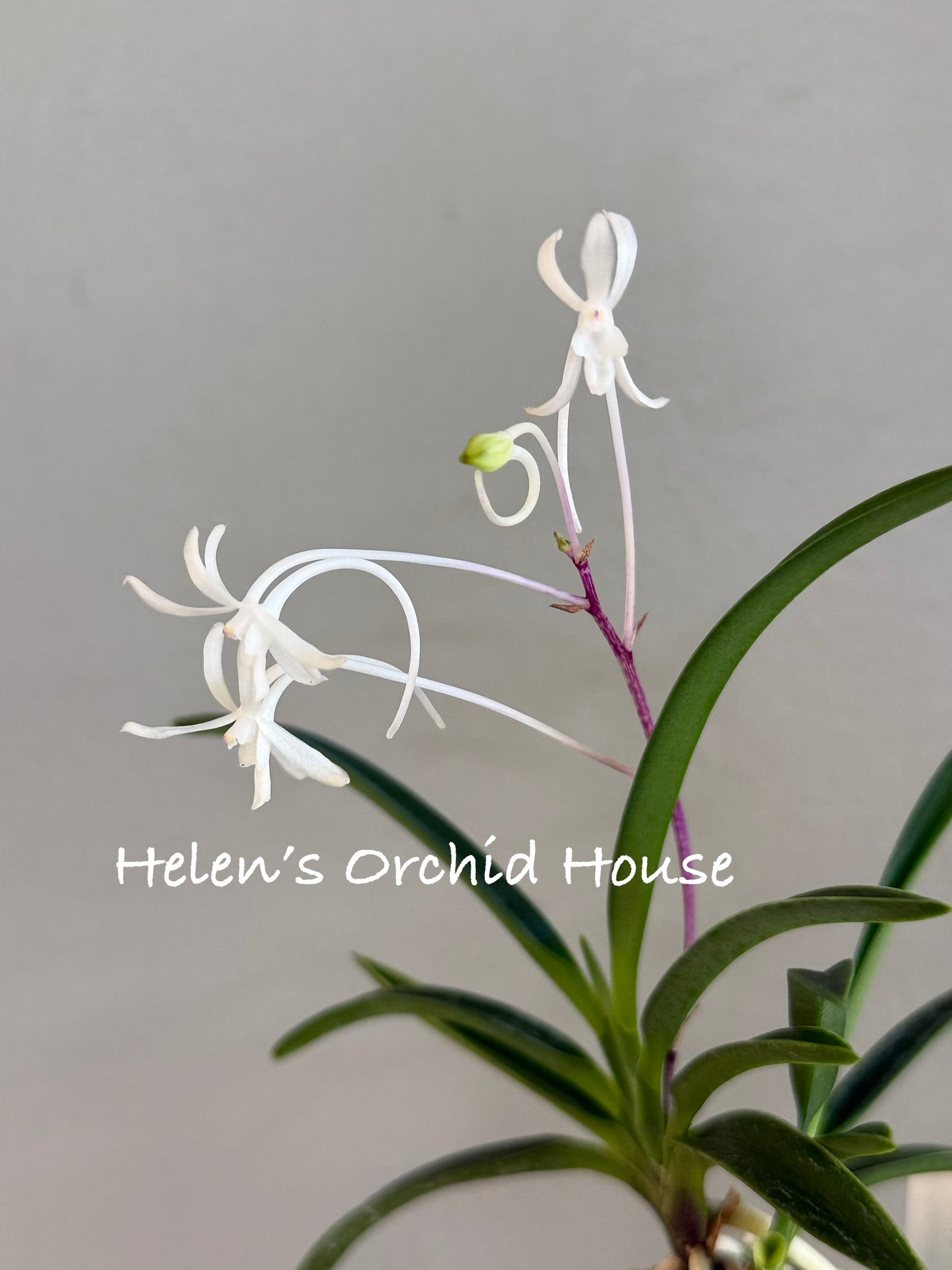 Neofinetia falcata Hakuunkaku 白雲閣