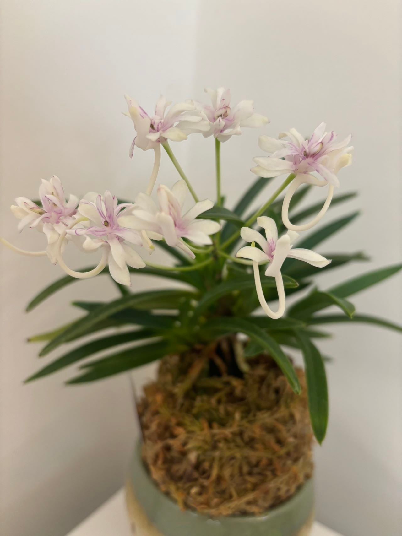 Neofinetia falcata Hanamatsuri 花祭