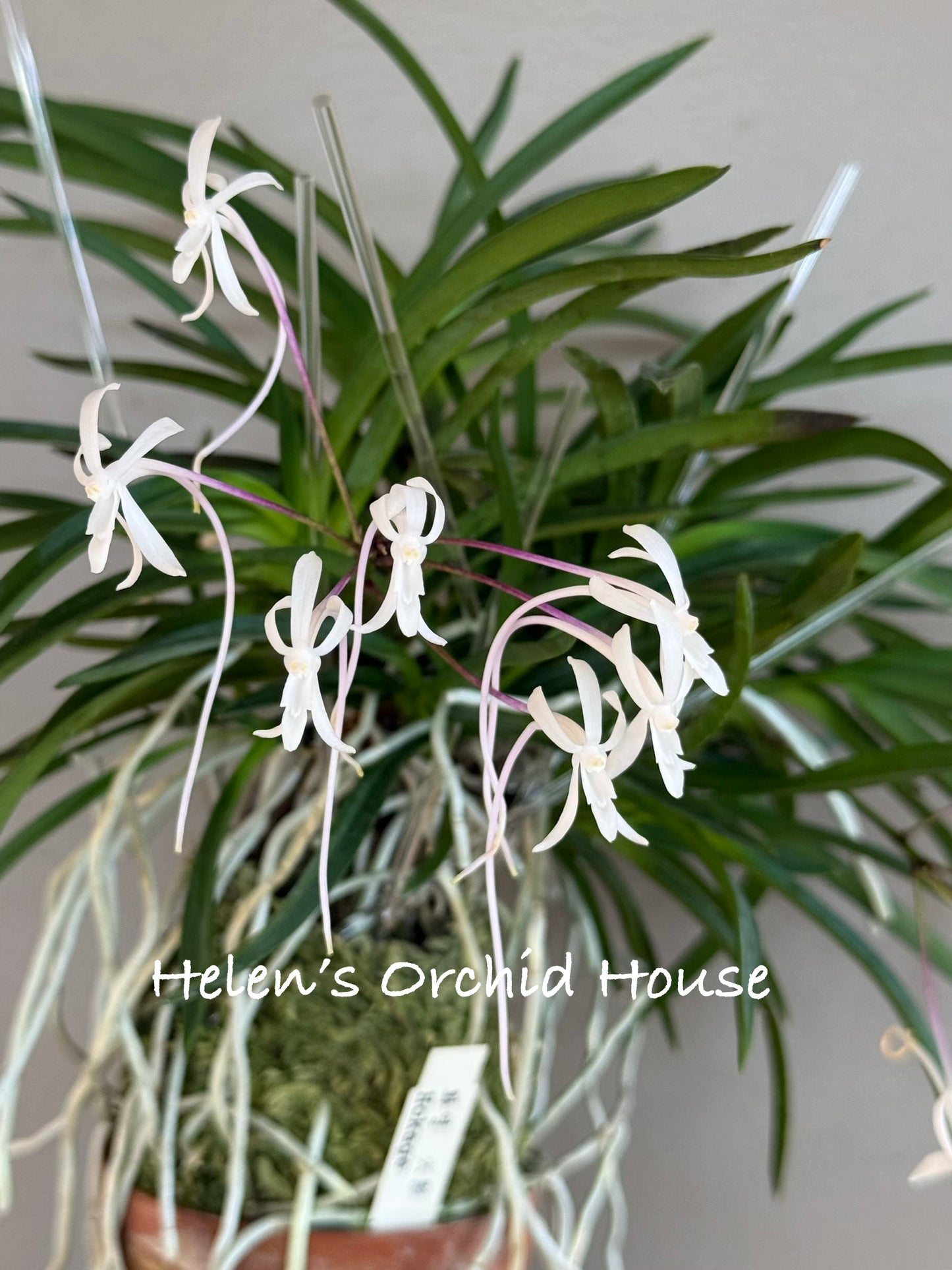 Neofinetia falcata Hokage 火影