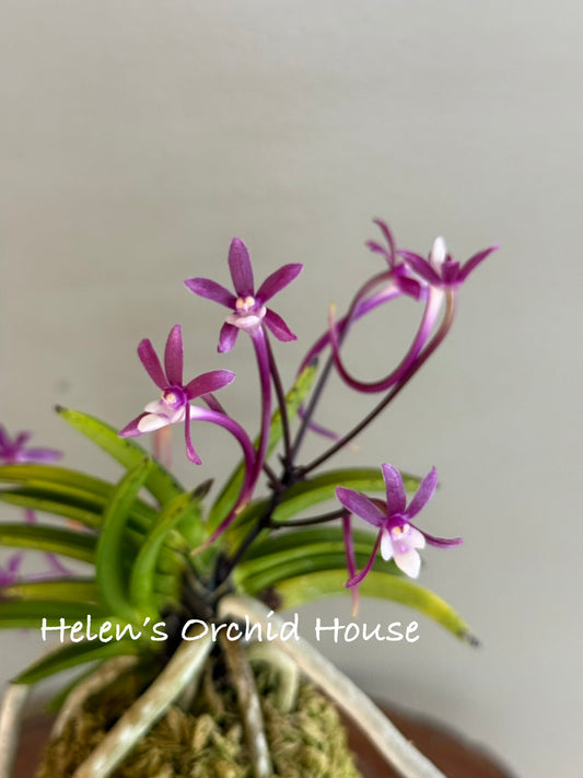Neofinetia falcata Hong-il 紅日