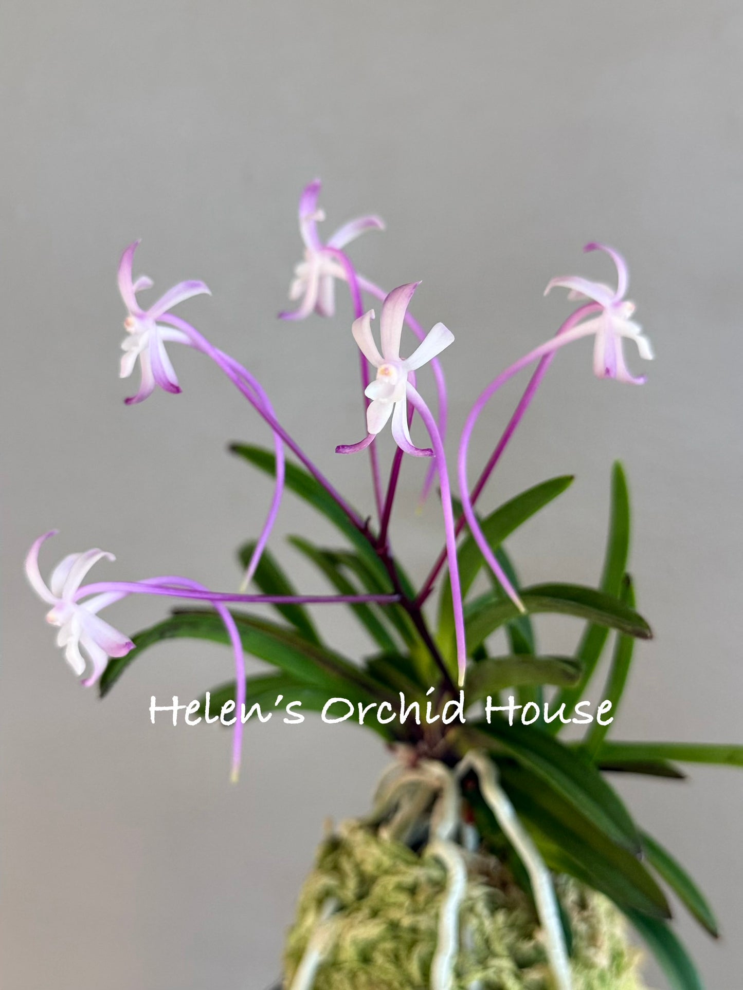 Neofinetia falcata Hong-ya (Honggang*Oushukuume) 紅也