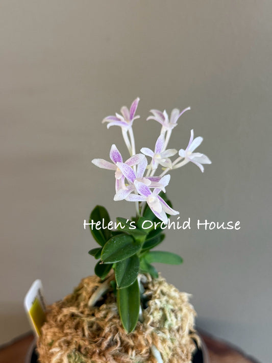 Neofinetia falcata Hongsojeong 紅㗛頂
