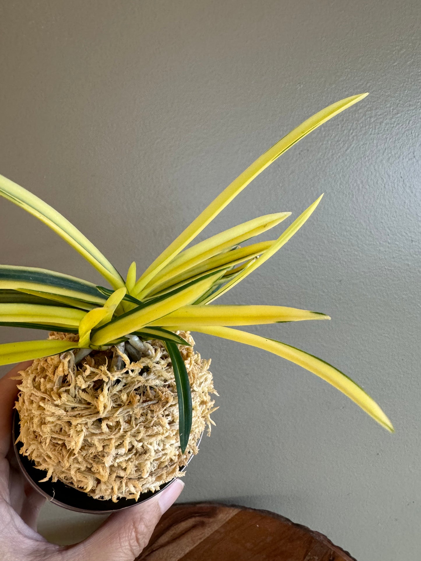 Neofinetia falcata Gojo Nakafu 御城中班