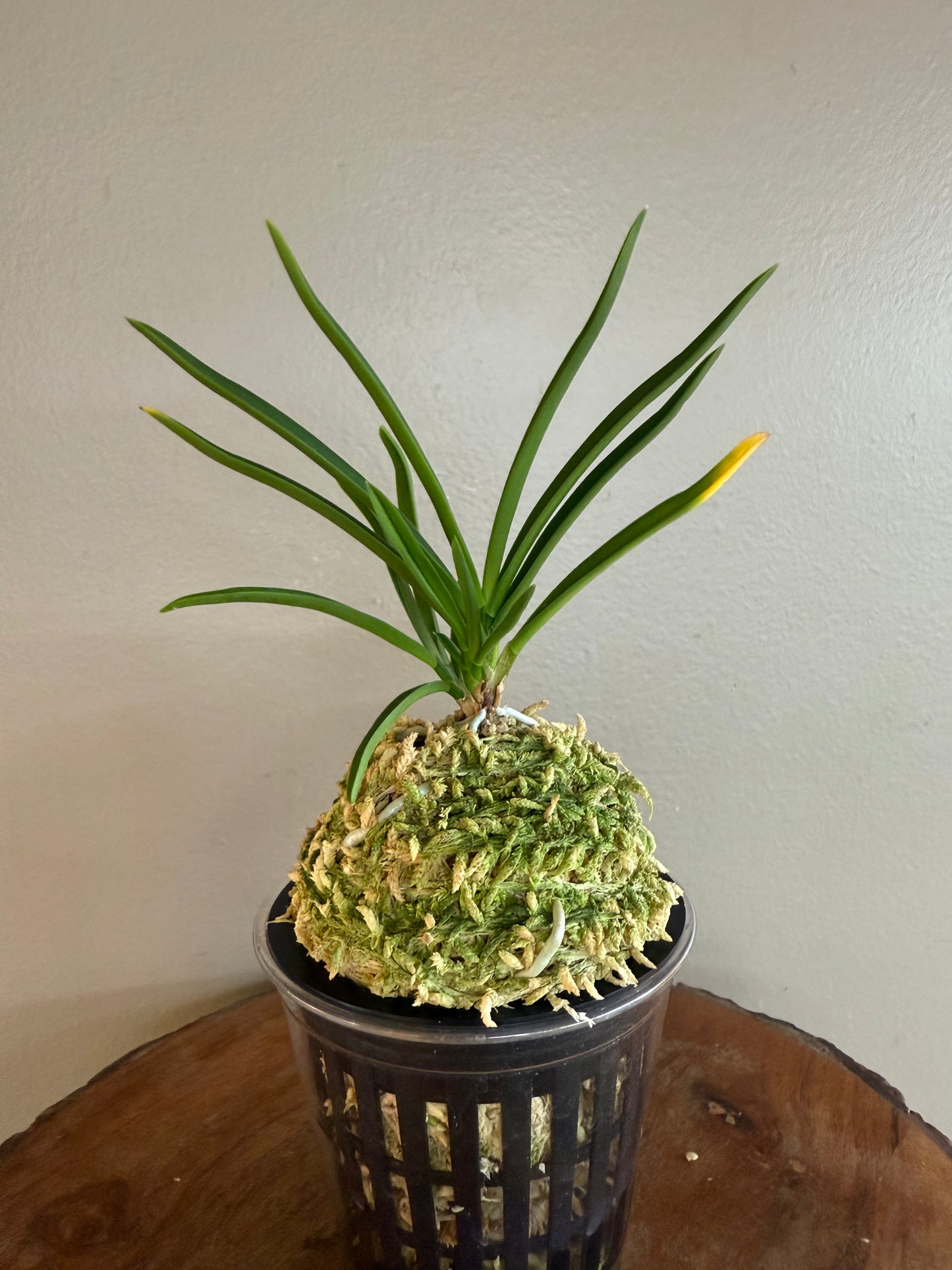 Neofinetia falcata Fujimusume 藤娘