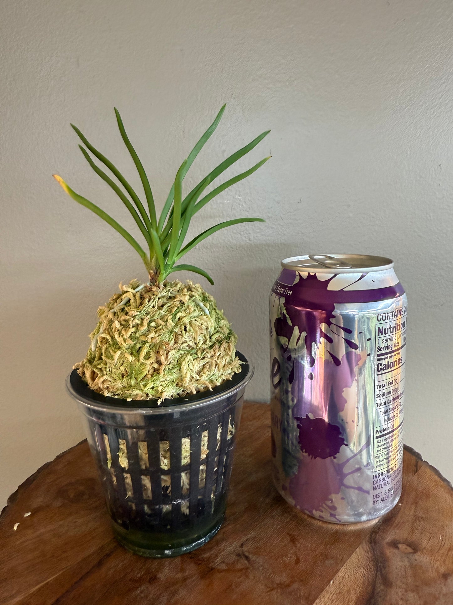 Neofinetia falcata Fujimusume 藤娘