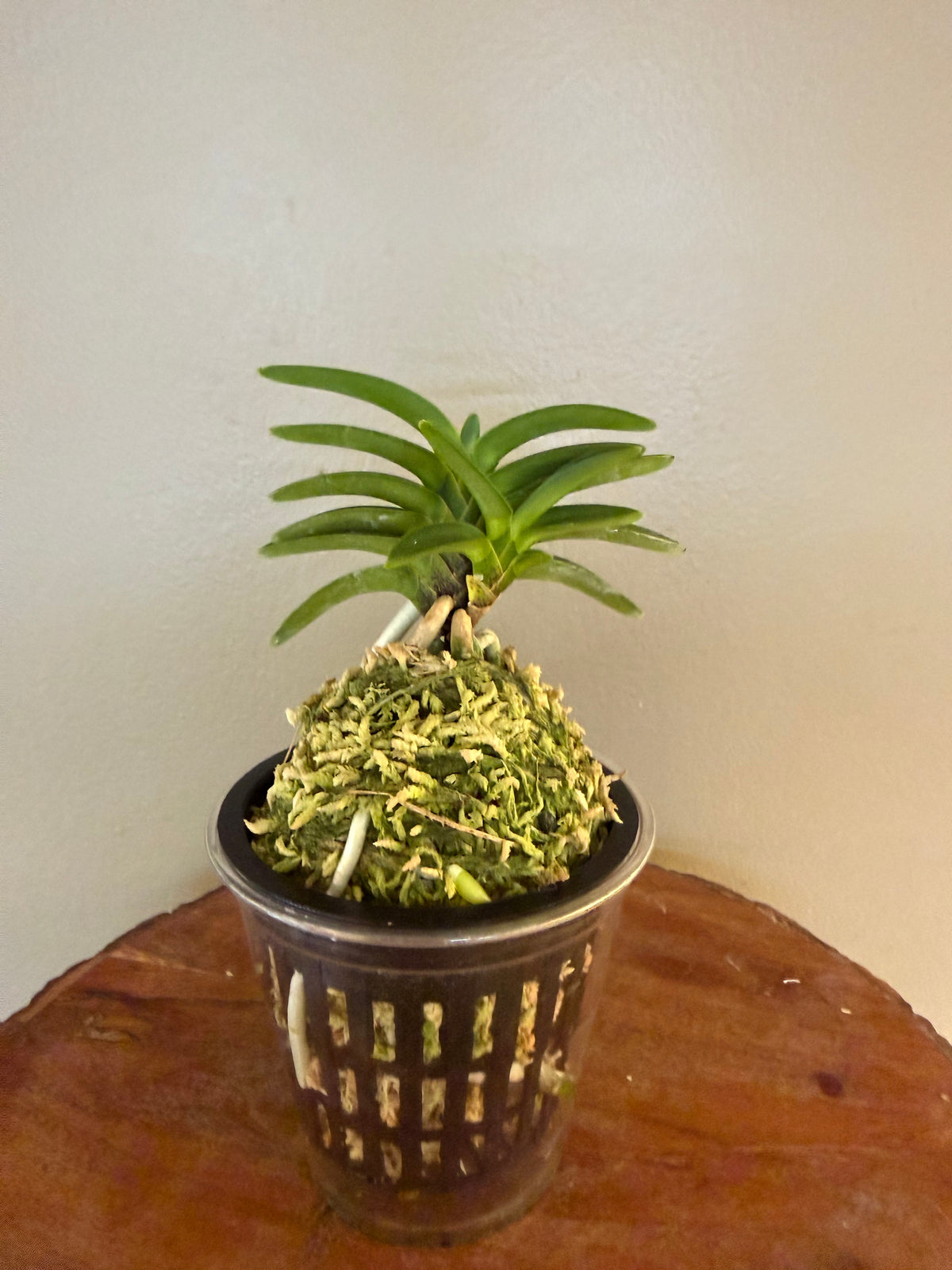 Neofinetia falcata Mugen夢幻