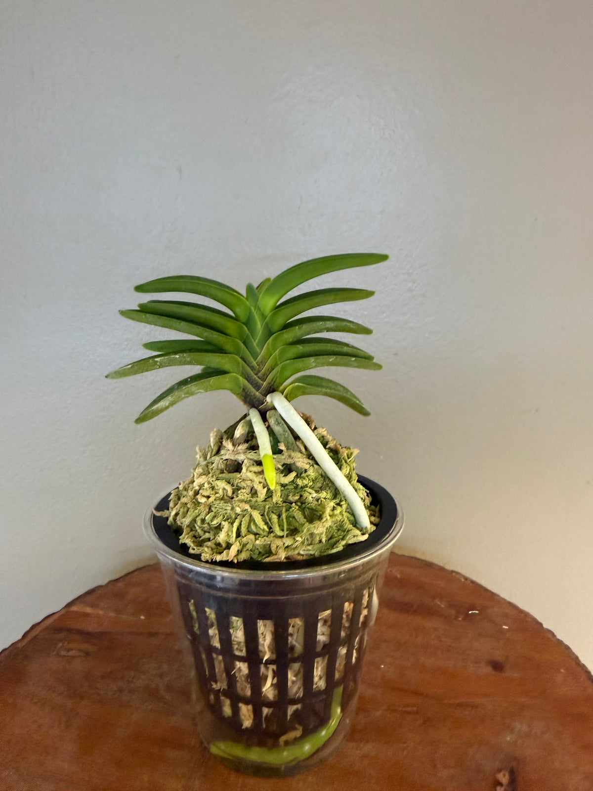 Neofinetia falcata Mugen夢幻