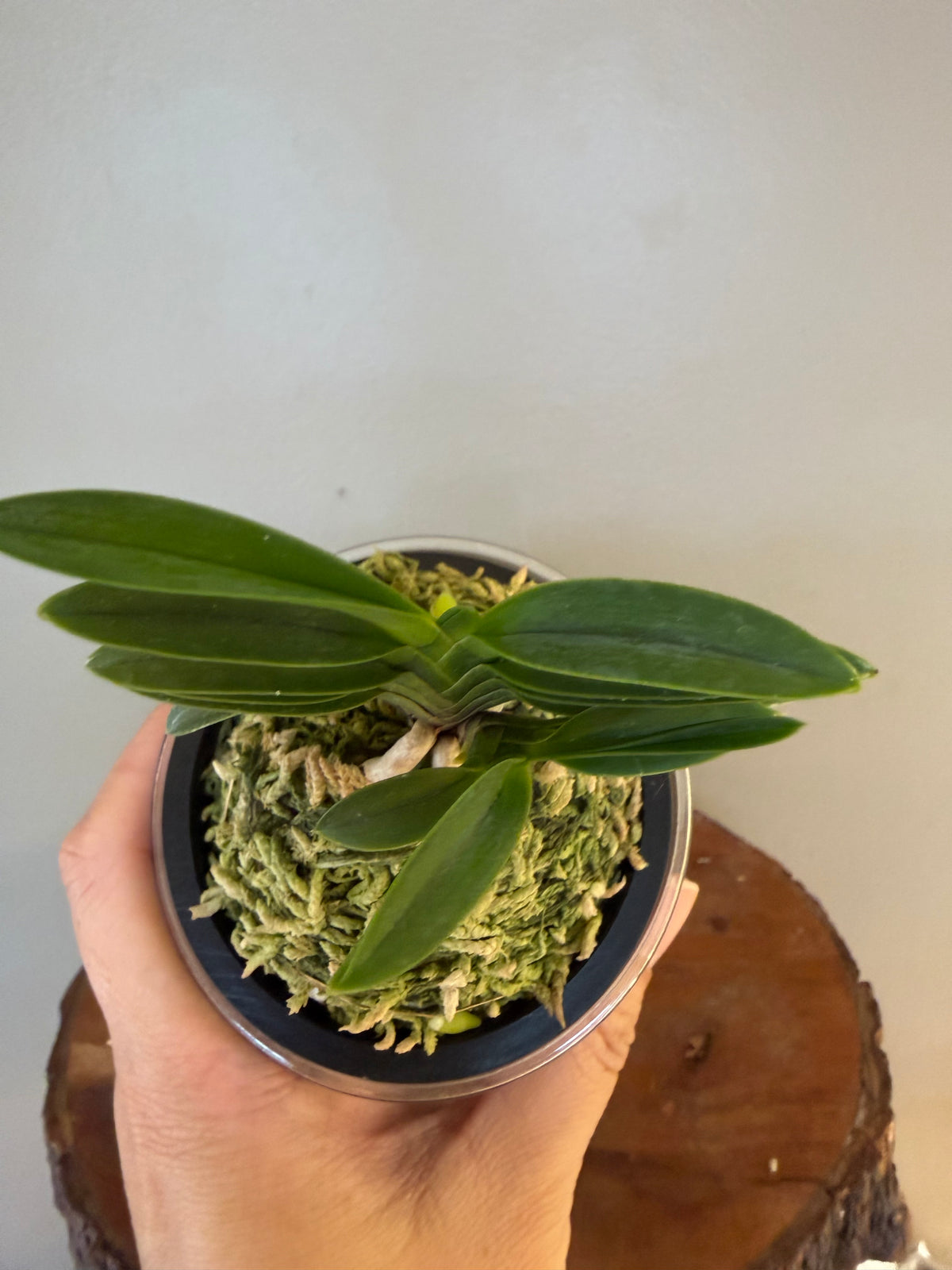 Neofinetia falcata Mugen夢幻