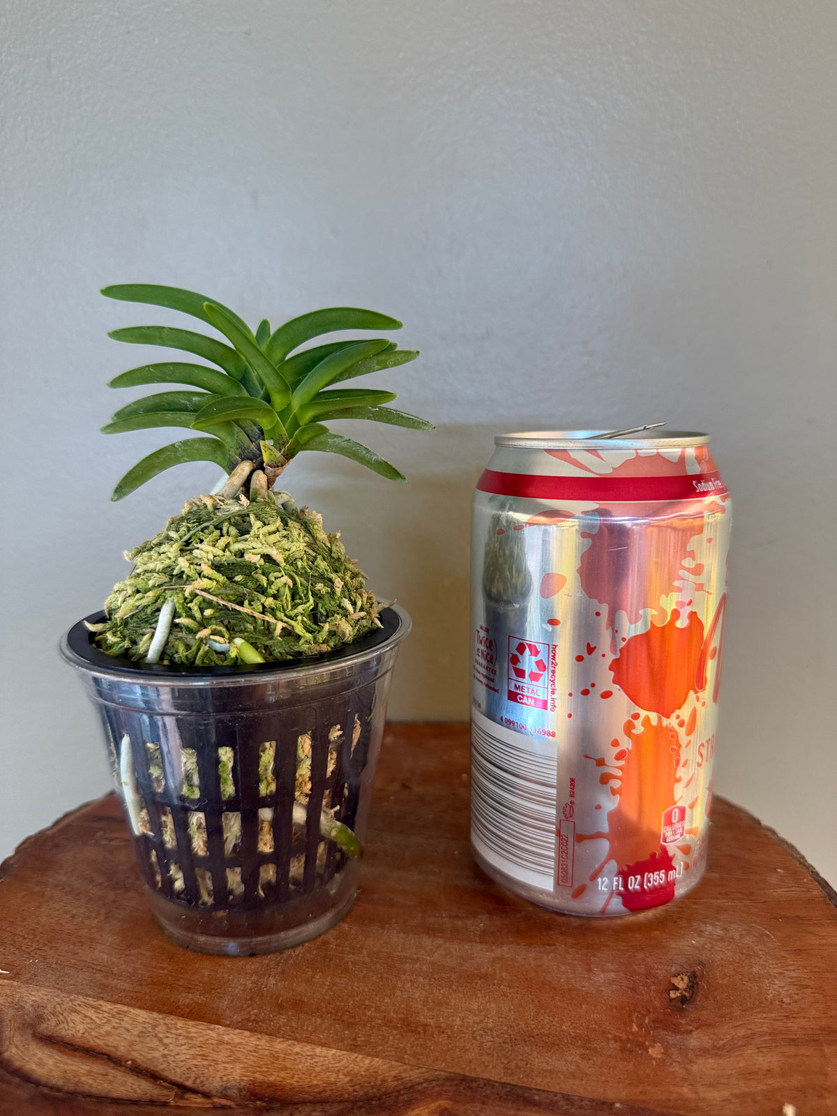 Neofinetia falcata Mugen夢幻