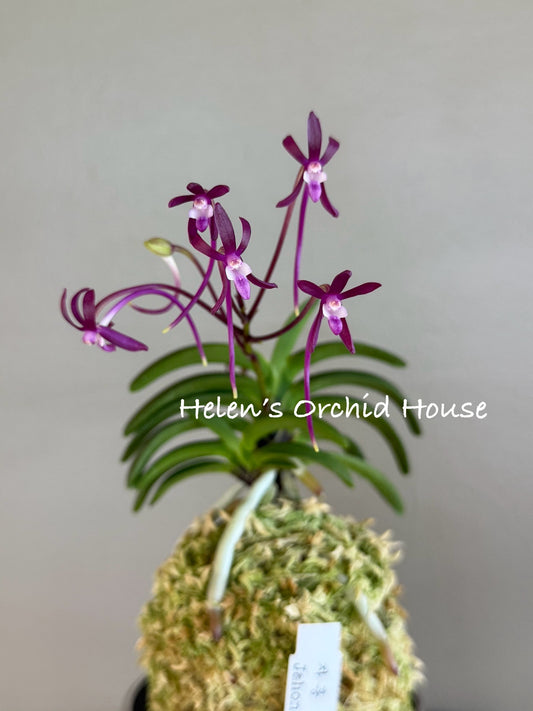 Neofinetia falcata Jahong 紫紅