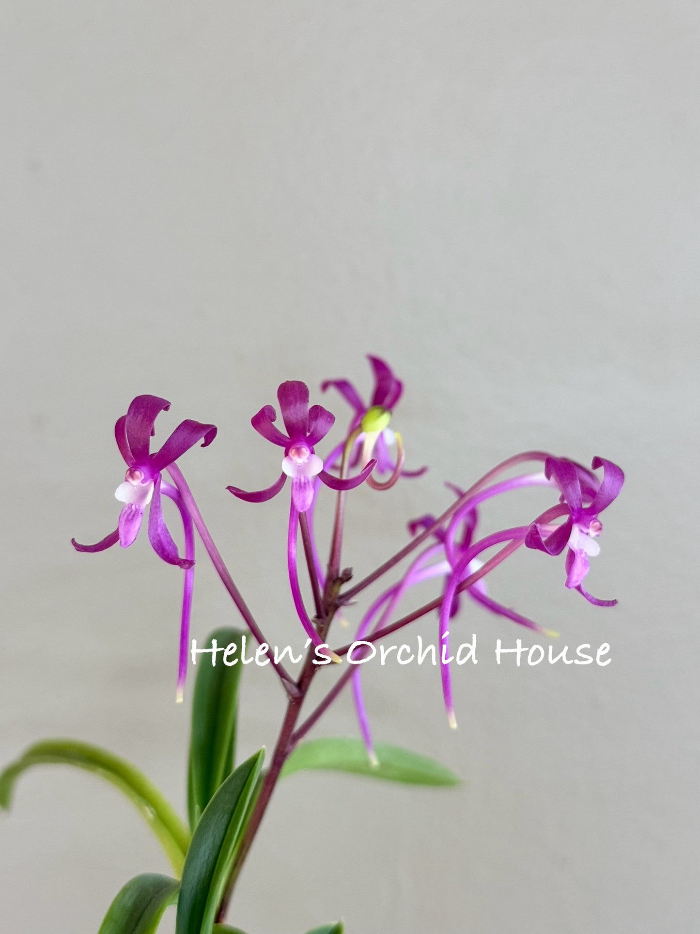 Neofinetia falcata Jangjahong 長紫紅