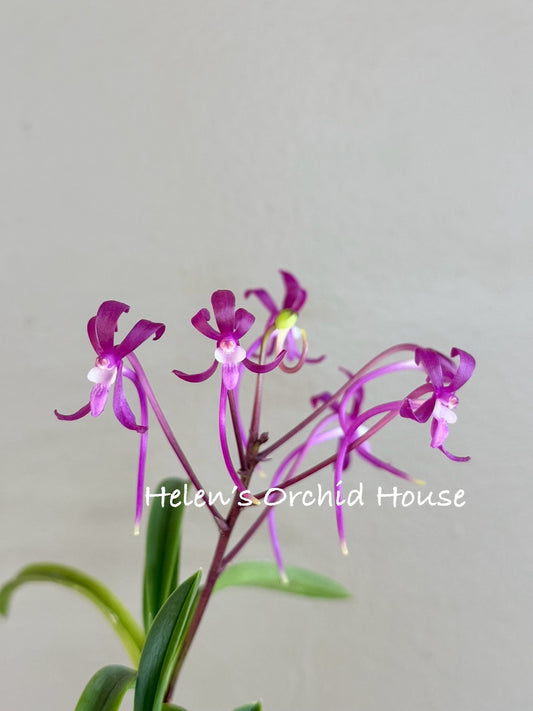 Neofinetia falcata Jangjahong 長紫紅