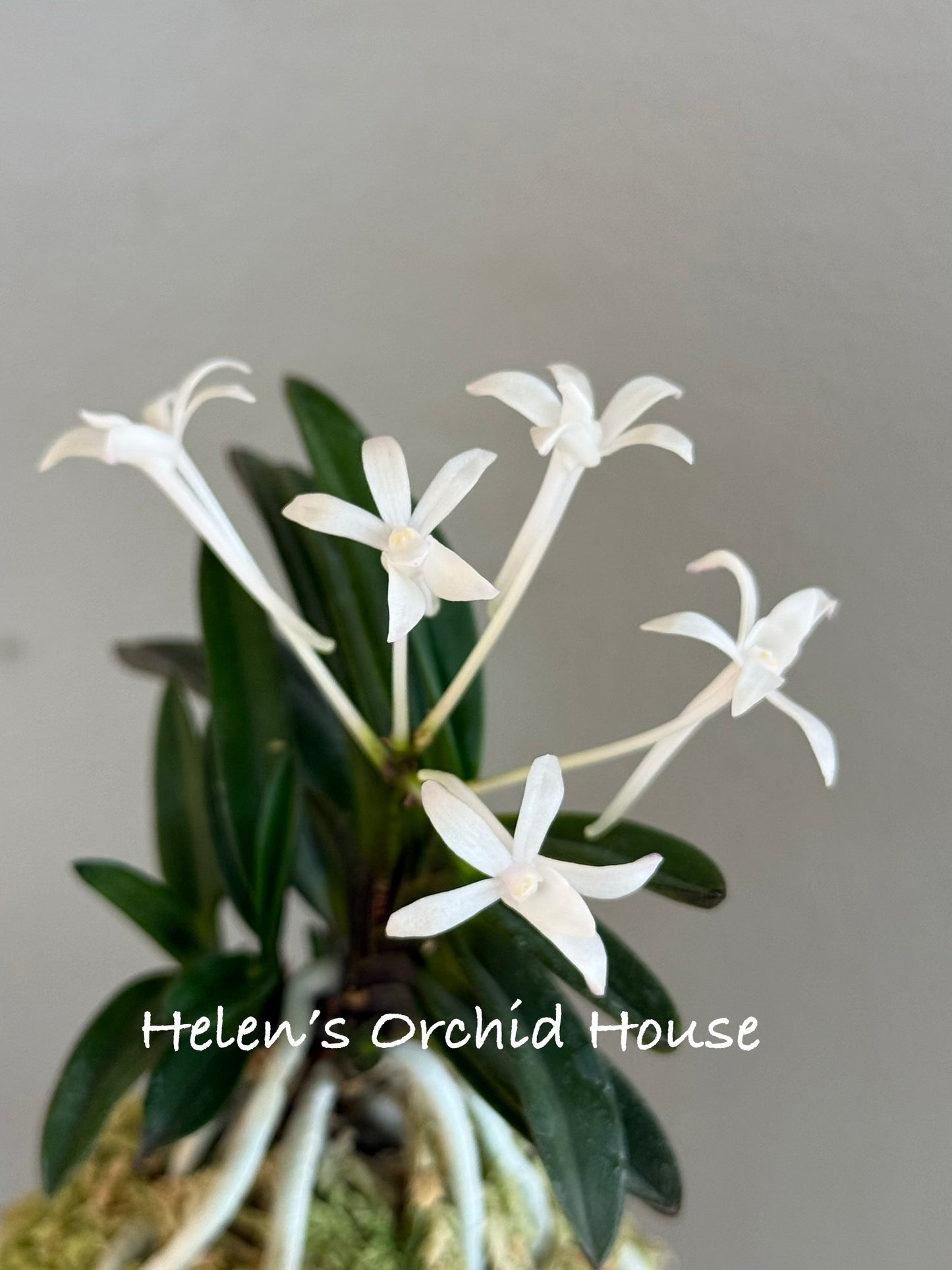 Neofinetia falcata Kokukaku 黑岳