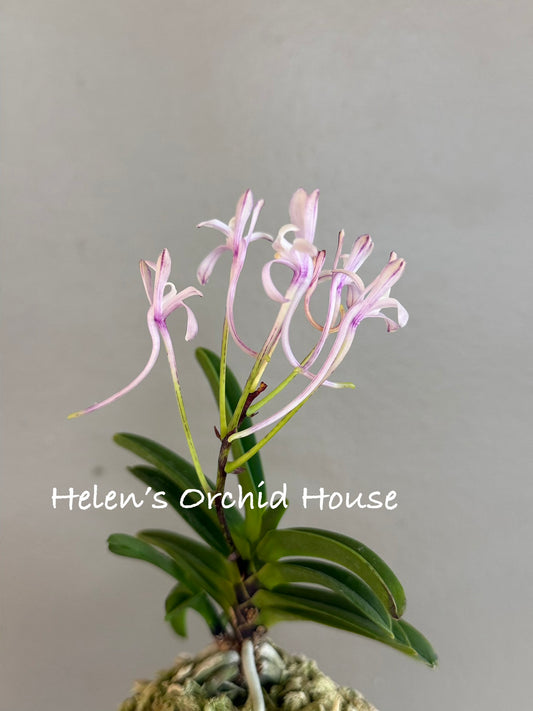 Neofinetia falcata Kokuryu 黒龍