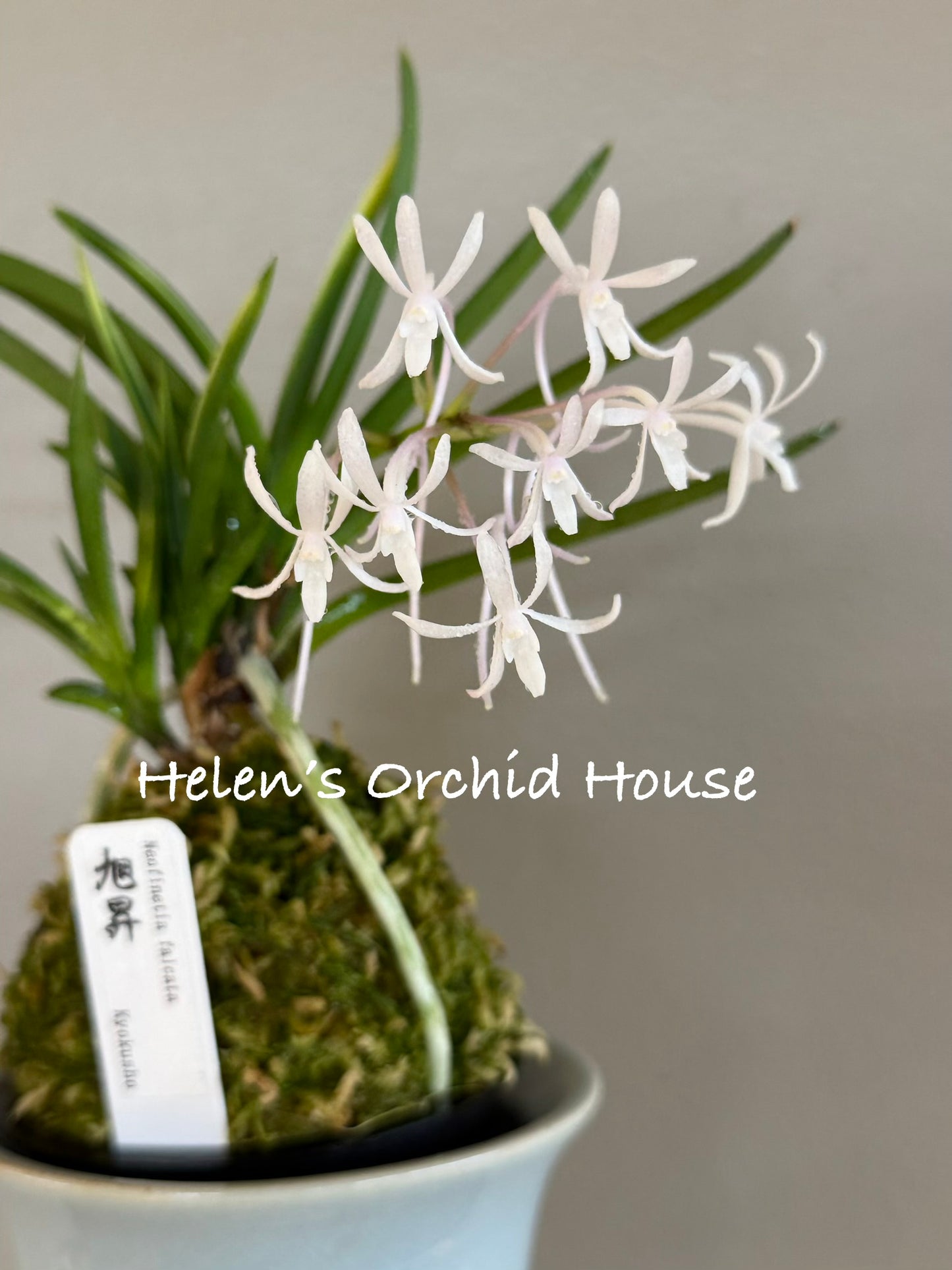 Neofinetia falcata Kyokusho 旭昇