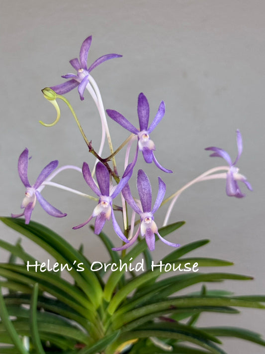 Neofinetia falcata Lavender 紫