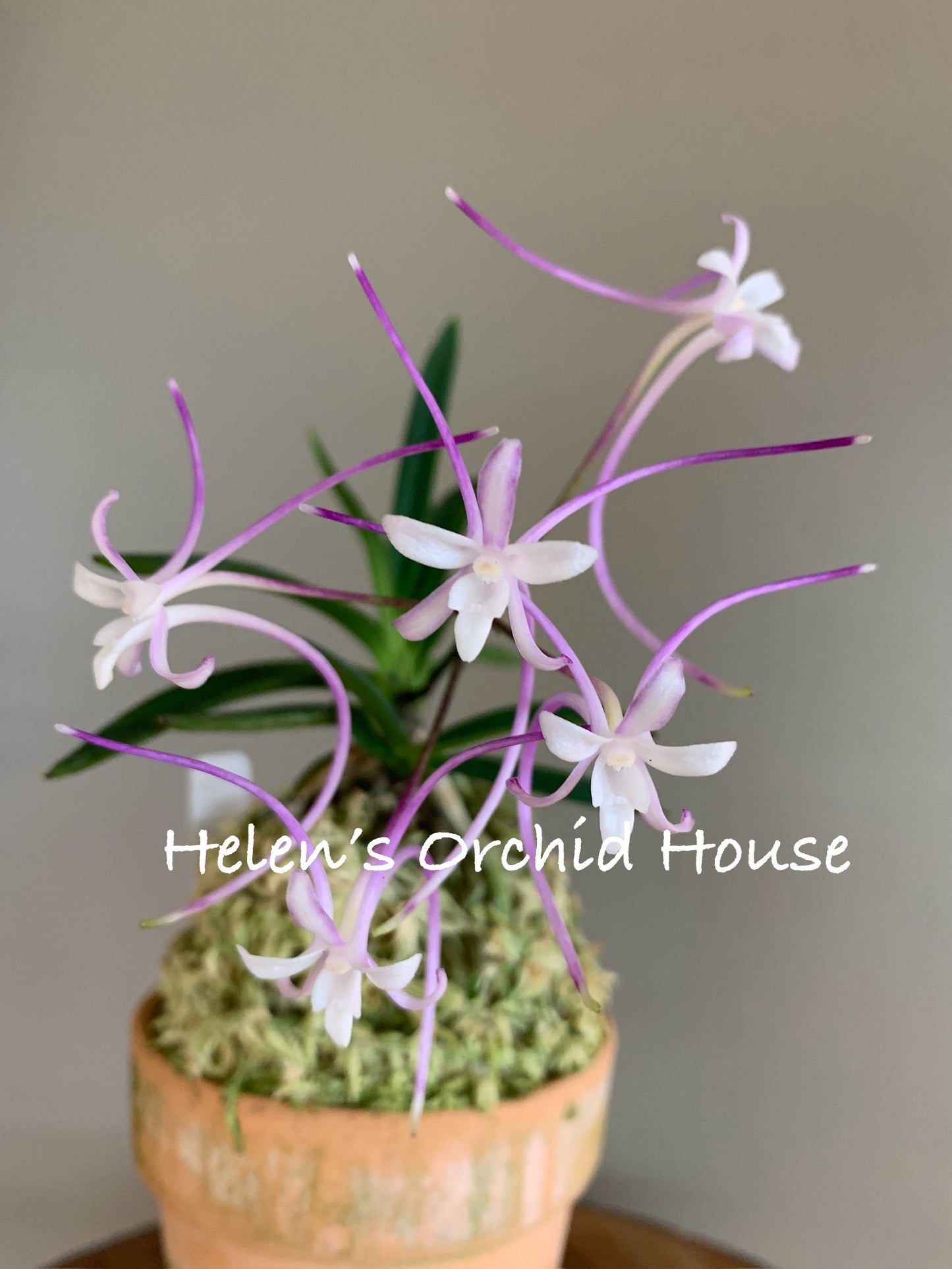 Neofinetia falcata Mangekyo 万華境