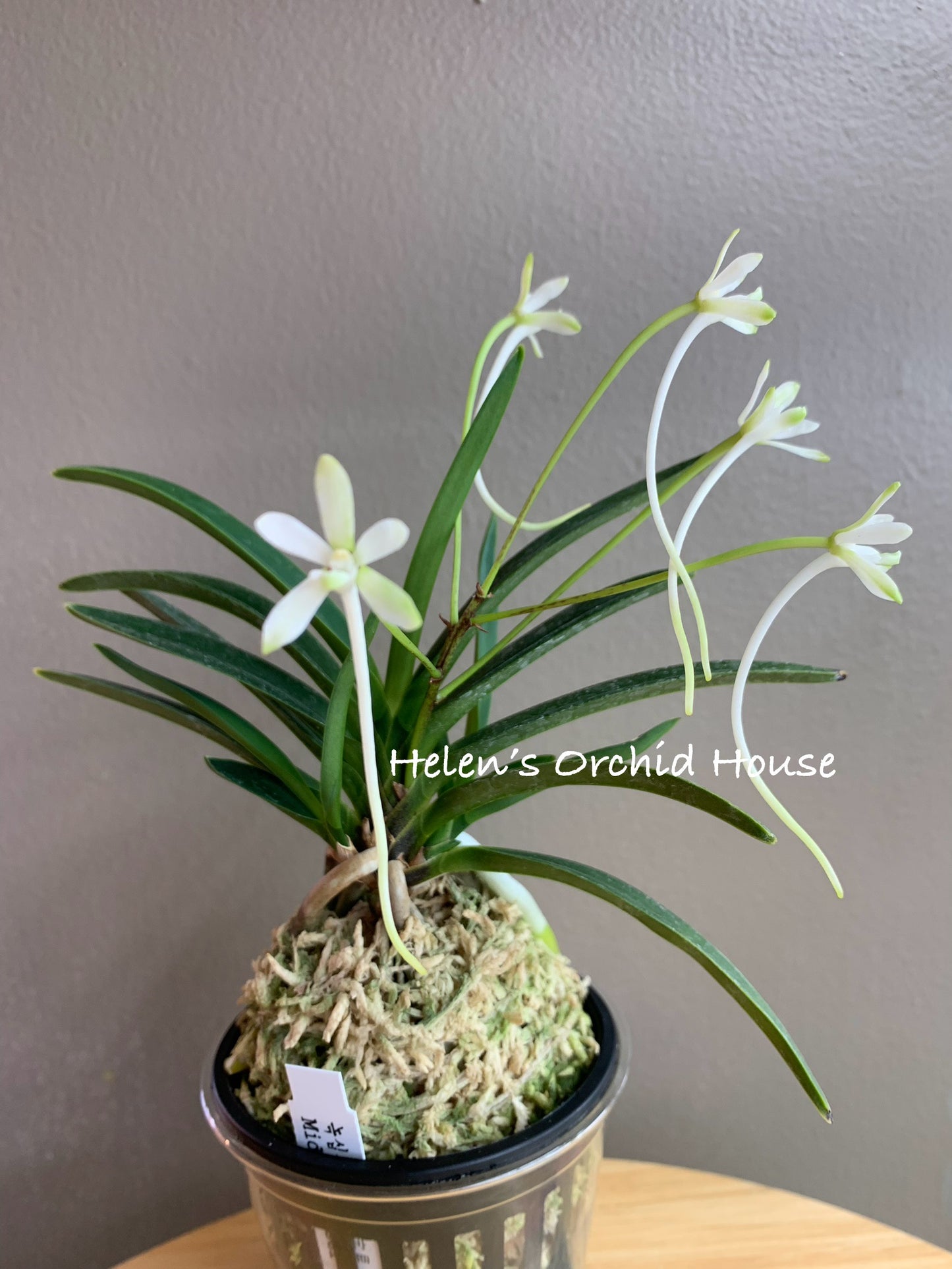 Neofinetia falcata Midori Jujisei 緑十字星