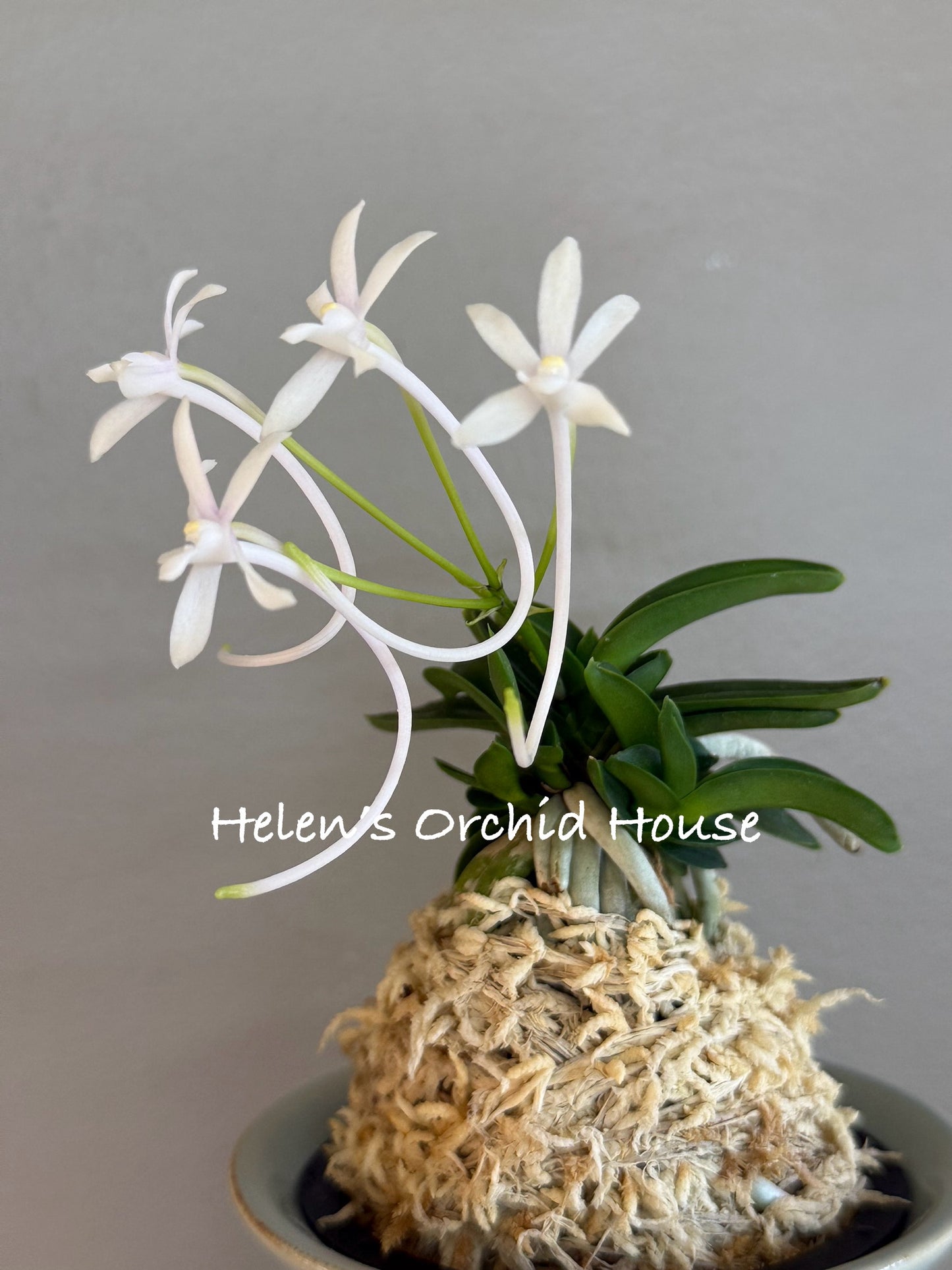Neofinetia falcata Myeong-Ok 明玉