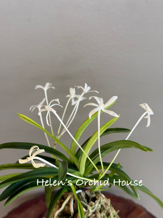 Neofinetia falcata Ooawaumi 大淡海(Ruby root)