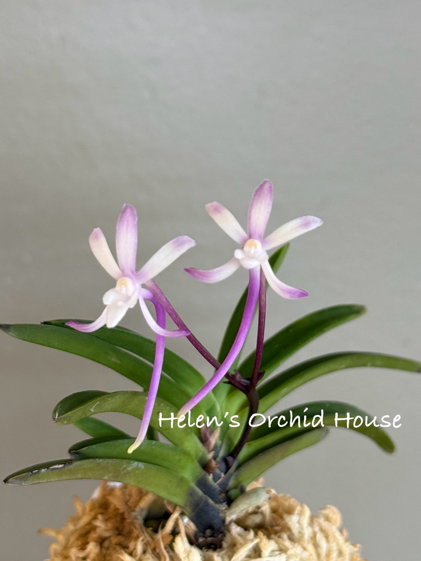 Neofinetia falcata Raizan 雷山