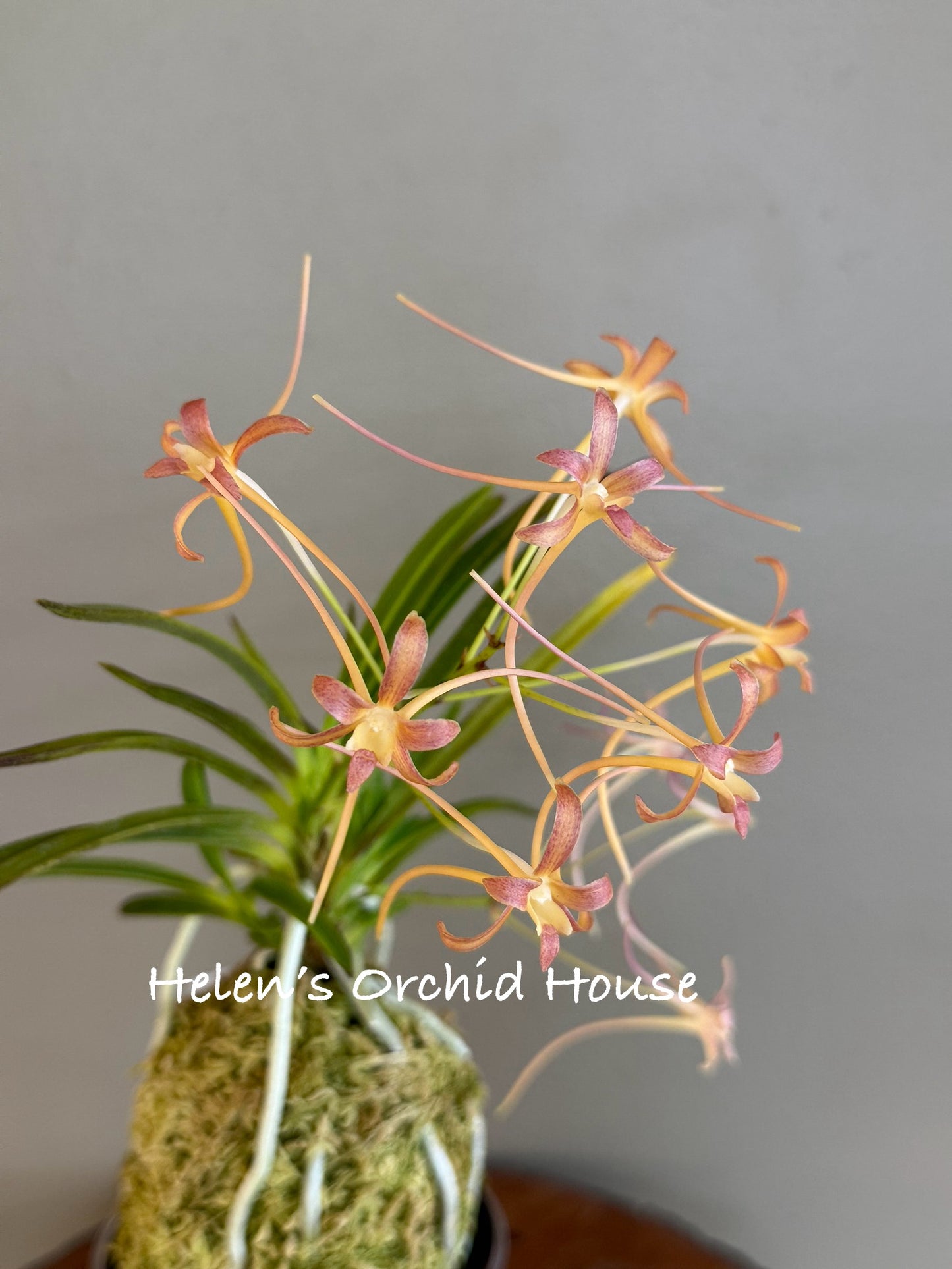 Neofinetia falcata Samjiyeon 三池淵