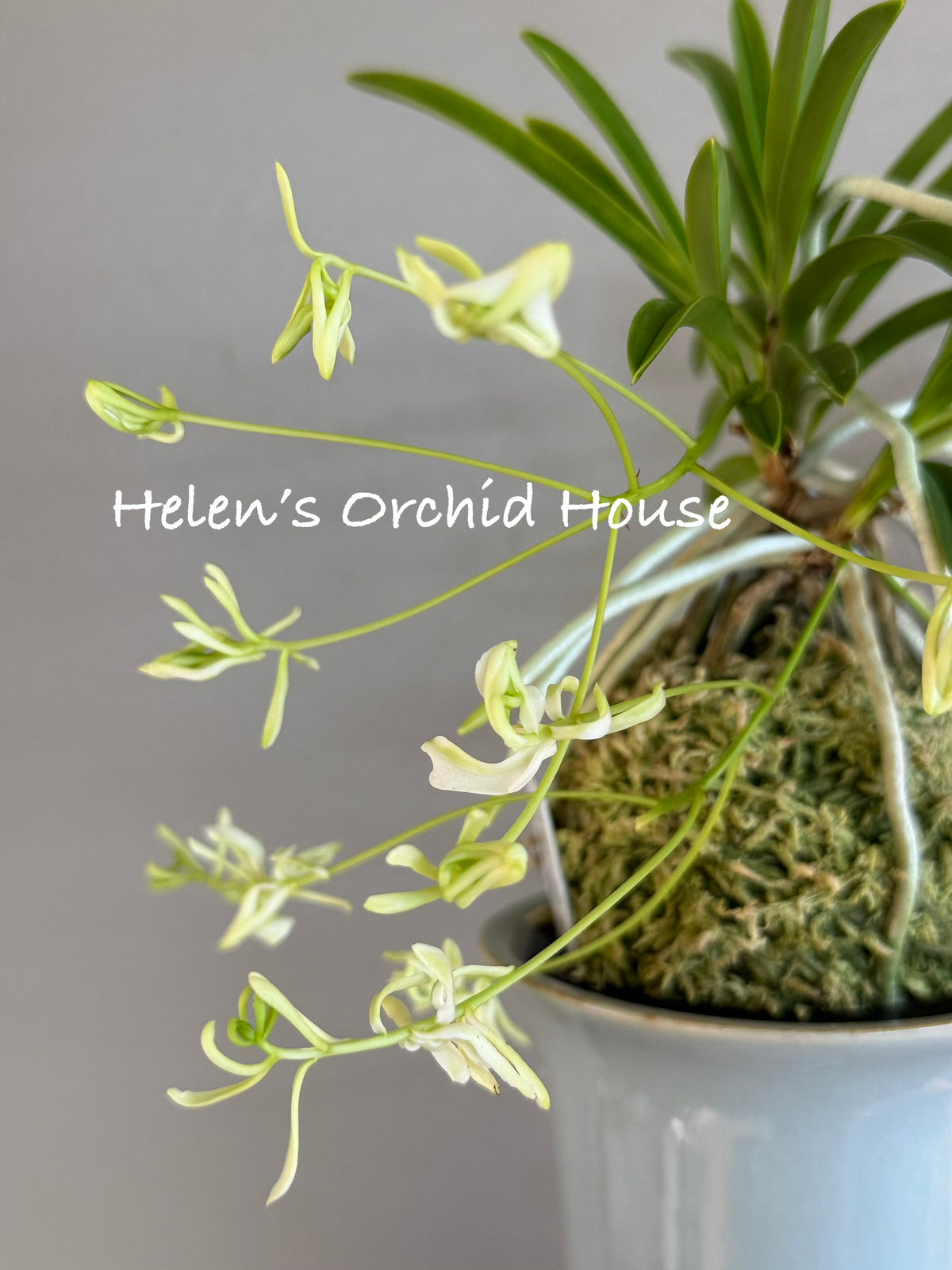 Neofinetia falcata Sansuiden 三翠殿/(jp )Midori senju 緑千壽