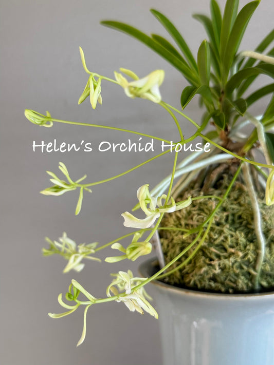Neofinetia falcata Sansuiden 三翠殿/(jp )Midori senju 緑千壽