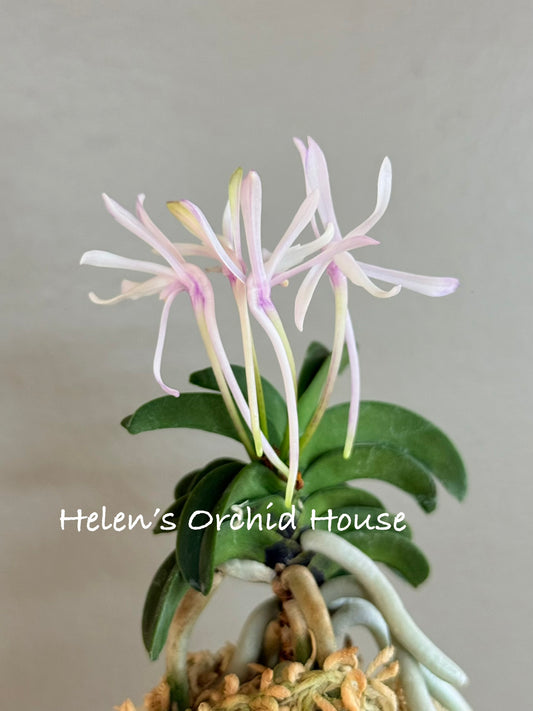 Neofinetia falcata Seikai 青海