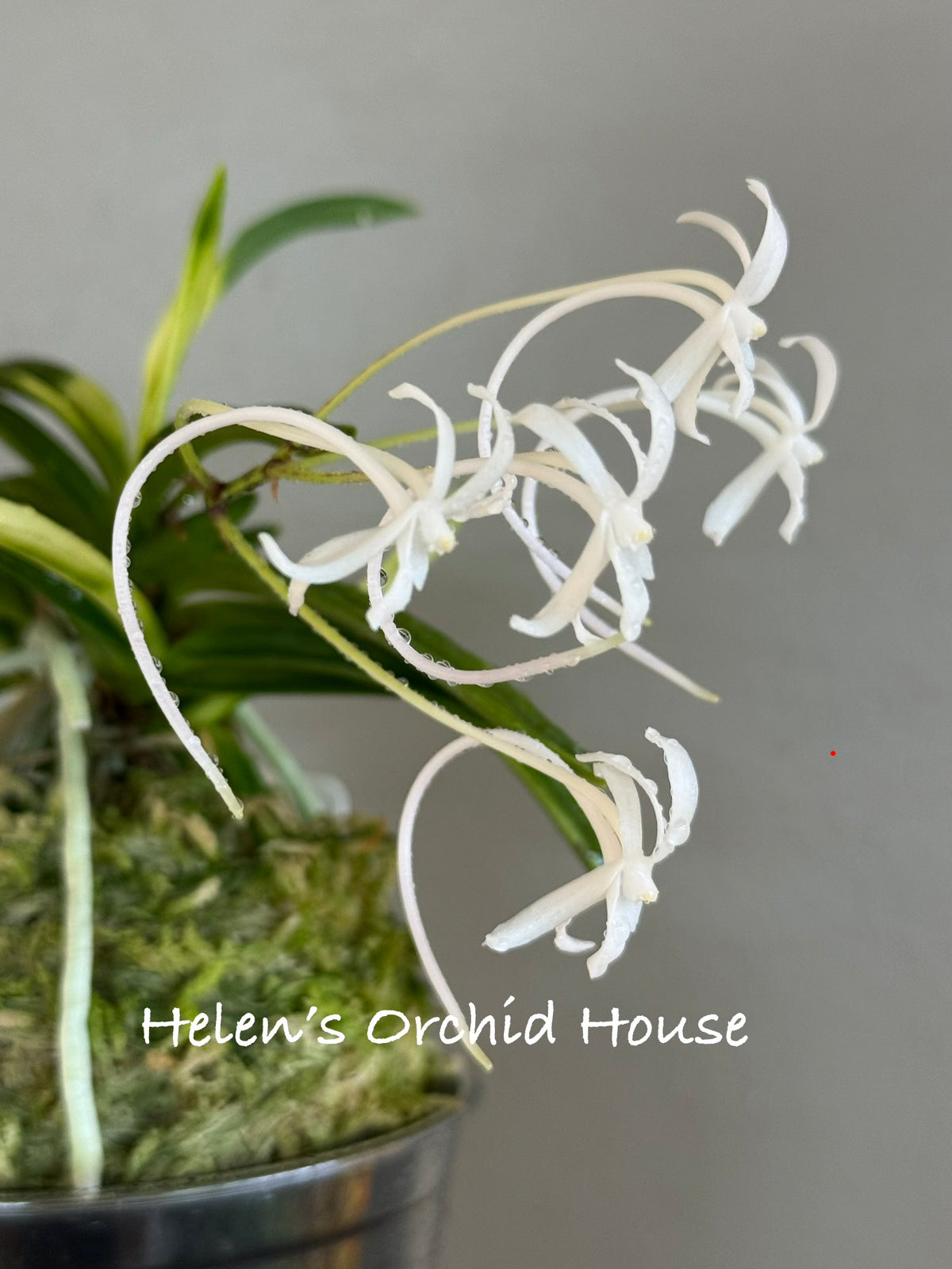 Neofinetia falcata Setsuza 雪山