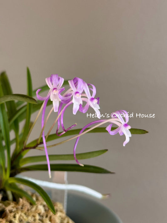 Neofinetia falcata Shineyukou 神龍紅