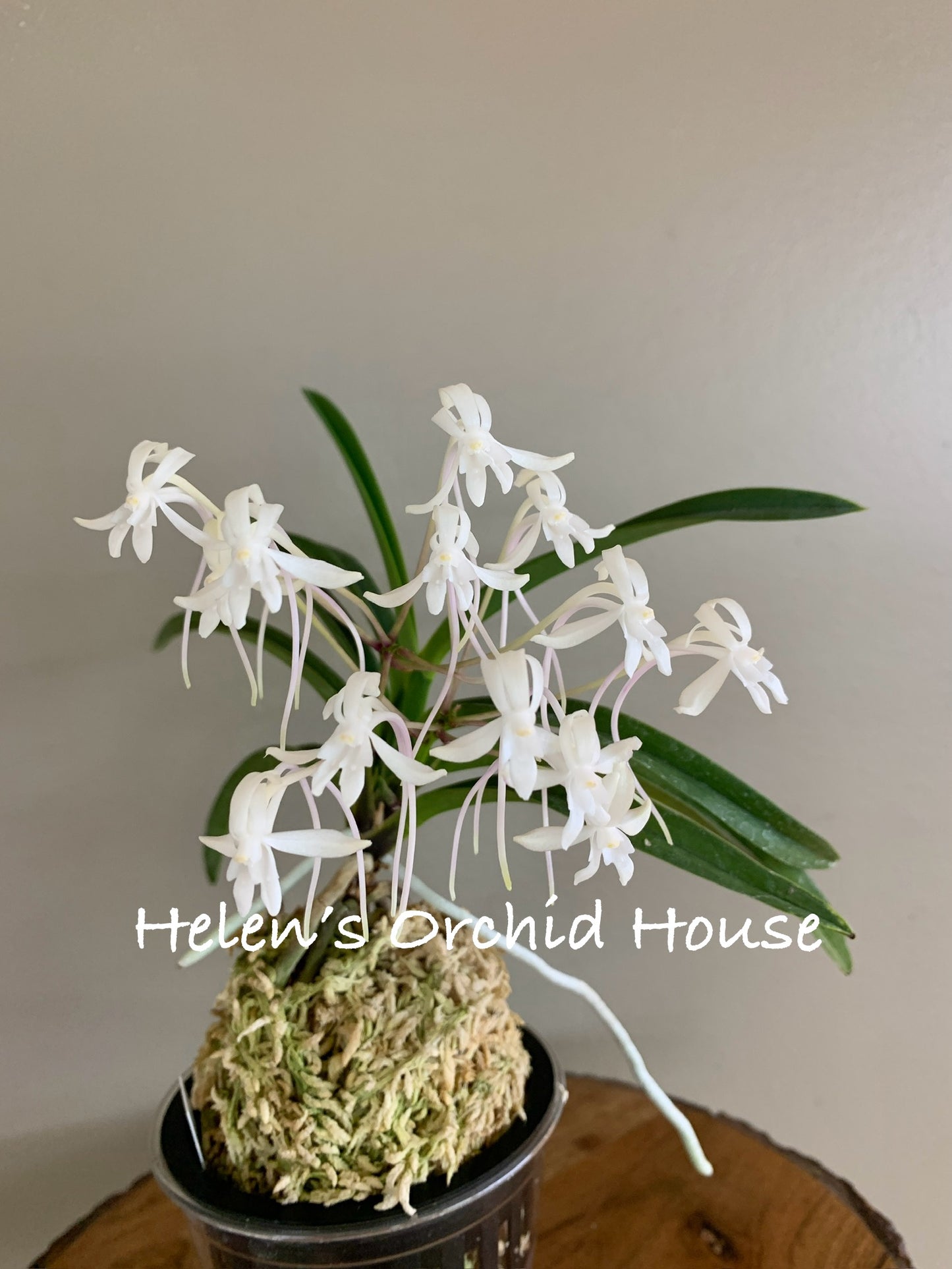 Neofinetia falcata Soubiryu 双尾龍
