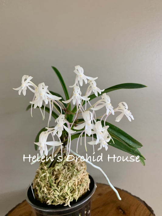 Neofinetia falcata Soubiryu 双尾龍