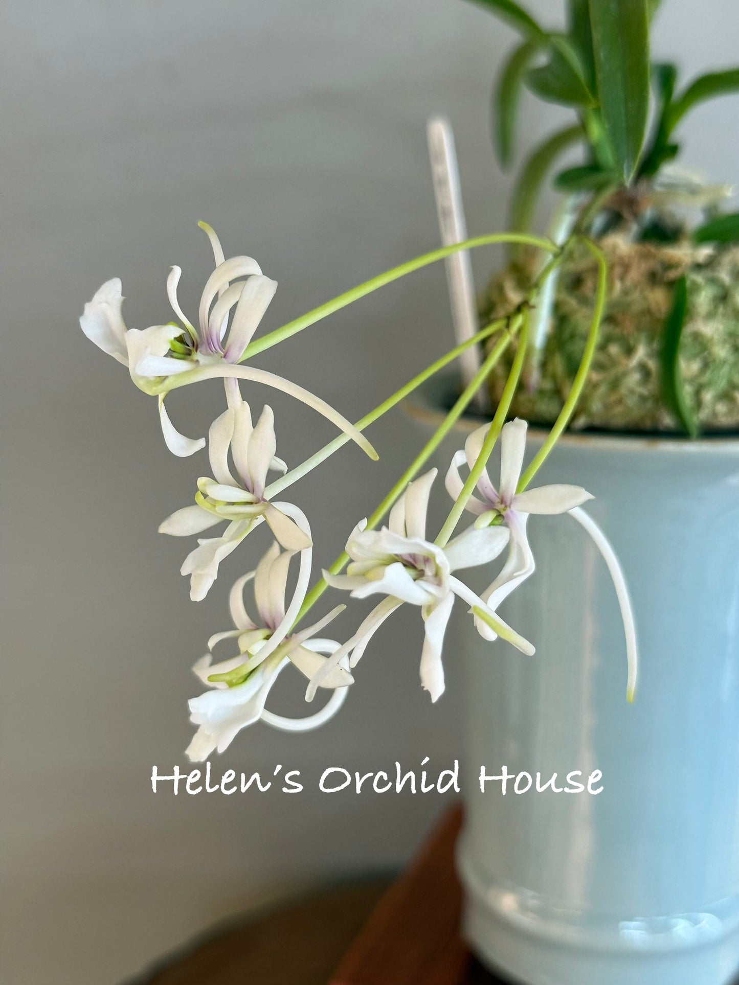 Neofinetia falcata Yamafubuki 山吹雪