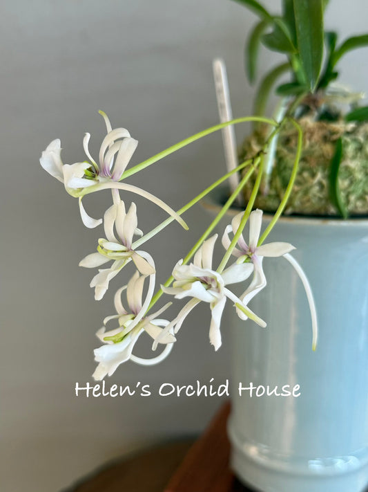 Neofinetia falcata Yamafubuki 山吹雪