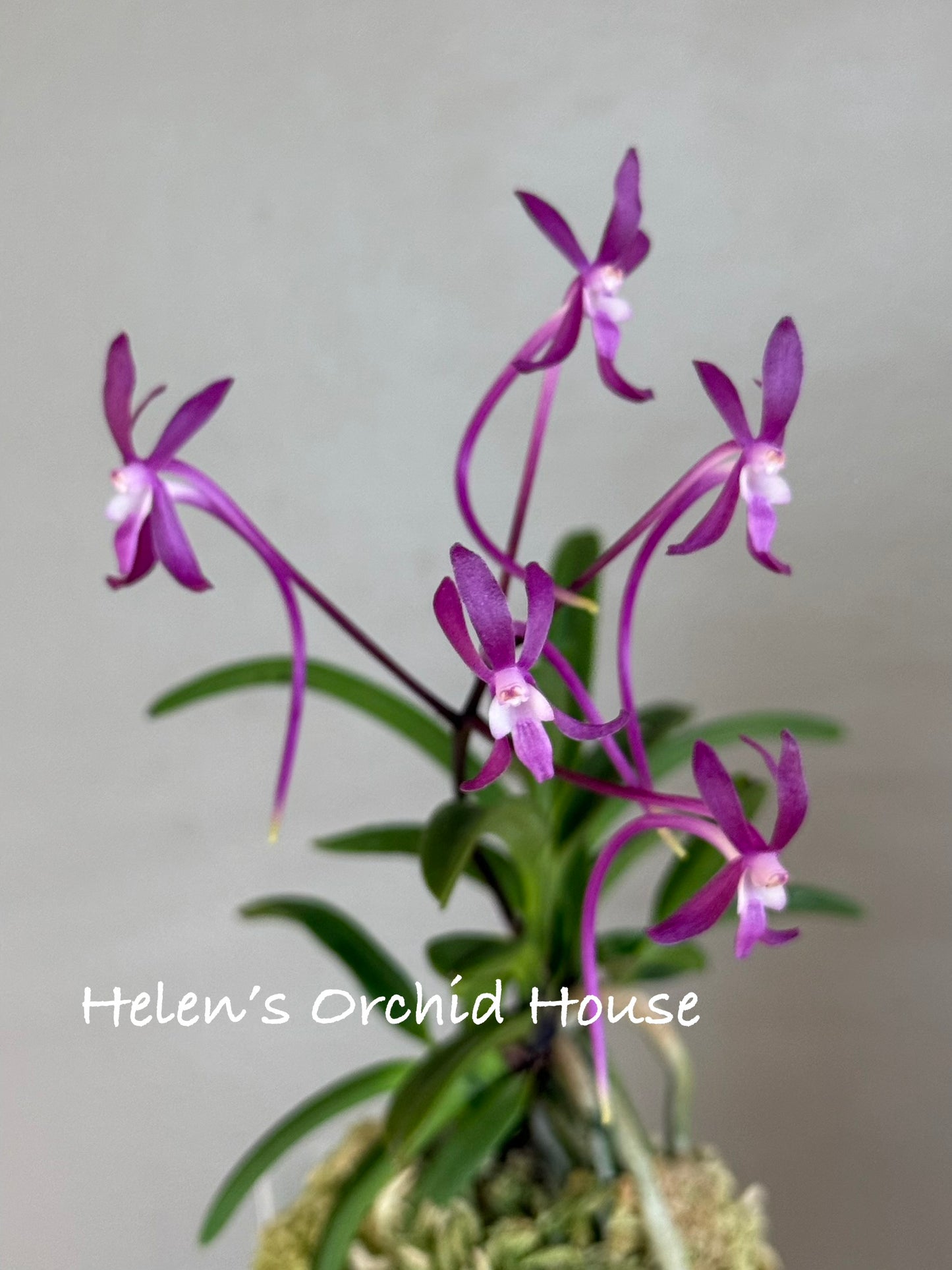 Neofinetia falcata Ja-ya (Honggang*Oushukuume) 紫也