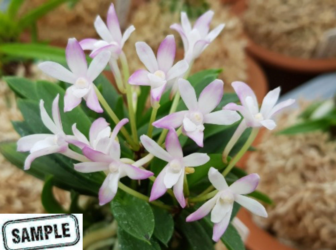 Neofinetia falcata Buyong 芙蓉